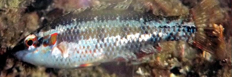 Symphodus ocellatus_0002